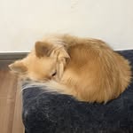 るぶたん - @basic.for.dandc - Instagram