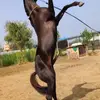 dan_bateman4 - @dan_bateman4 - TikTok