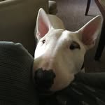 Dan Bauer - @danbauer2016 - Instagram