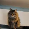 dansbeaudry - @dansbeaudry - TikTok