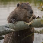 Dan the Beaver - @beaver_dan_ - Instagram