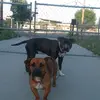Oreorocky2 - @danbec2 - TikTok