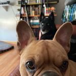 Dan Bednar - @dan.cooks.food - Instagram