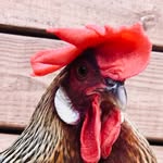 Dan Bedore - @chickenranchspa - Instagram