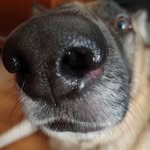 Dan Beliveau - @mageesdad - Instagram