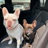 French bulldog gang - @dane.bellew - TikTok
