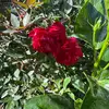 Danelly Bengtson - @danelly.bengtson1 - TikTok