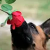 danabertram - @danabertram - TikTok