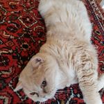 dan blom - @curre_cat - Instagram