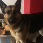 Dan Boak - @danboak - Instagram