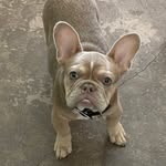 Daniel Bobbitt - @barn.worx.frenchies - Instagram