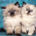 Danijela Bobek - Facebook