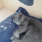 Dan Bobo - @dananiculae67 - Instagram