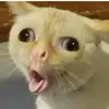 Dan Boisvert (Jiggles) - @dan.boisvert.jigg - TikTok