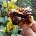 Kue ketapang dan bolen lumer - Facebook