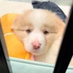 邊牧蛋塔 - @bordercollie_danta - Instagram