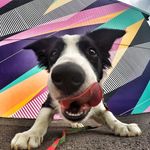 D A N T E 🐶 | BORDER COLLIE✨ - @soydante.border - Instagram