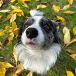 Dana, The Blue Merle💙 - @dana.the.border.collie - Instagram