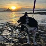 Dandara do New Victoria - @dandara.bordercollie - Instagram