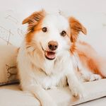 Danny the Border Collie - @danny.thebordercollie - Instagram