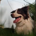 Dante - @dante.border7 - Instagram