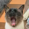 Dann BoRo - @dannboro - TikTok