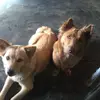 Brownis dan Bosch 🦮🐶🤍 - @brownisdanboscharoundus - TikTok