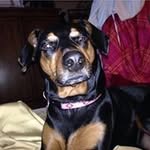 Dan Bosman - @danbosman - Instagram