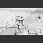 @danbo.story - Instagram