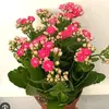 dan bostan - @dan.bostan6 - TikTok