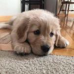 Dan Boutelle - @danboutelle - Instagram