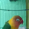 Dan Box - @2171144221 - TikTok
