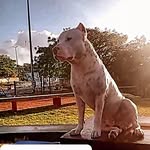 🦝Dandara🖤_🐺Lucky💙_🐯mylky💚_🦁Braddock💛 - @kennels_kongbully_white - Instagram