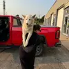 daniellebrandow - @daniellebrandow - TikTok