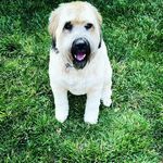 Daniel Brawley - @dcbrawley - Instagram