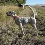 Daniel Bridgewater - @trailsendbirddogs - Instagram
