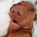Dan Brindle - @thebrinners - Instagram