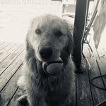 Brisson Dan - @brissondan - Instagram