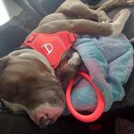 Dan Brisson - @brisson4929 - Instagram