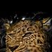 Daniel Brookman - Facebook