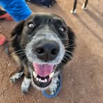 Dan Brough - @attheotherendoftheleash - Instagram