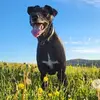 Dan Browning - @dan.browning - TikTok