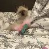 danibrownlee - @danibrownlee - TikTok