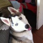 @danthebushman - Instagram