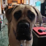 Dan Busuioc - @danimalgb - Instagram