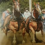 Dan Byler - @byler.horsesales - Instagram
