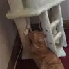 danimccafferty - @danimccafferty - TikTok