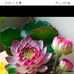 Cãi Danh - Facebook