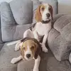D_C - @dancai - TikTok