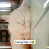 R🍉🕊️ - @dancai42 - TikTok